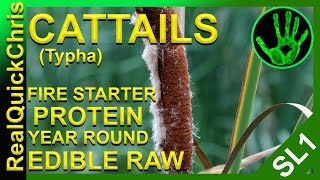cattails would you eat them? edible weeds and plants how to forage for food