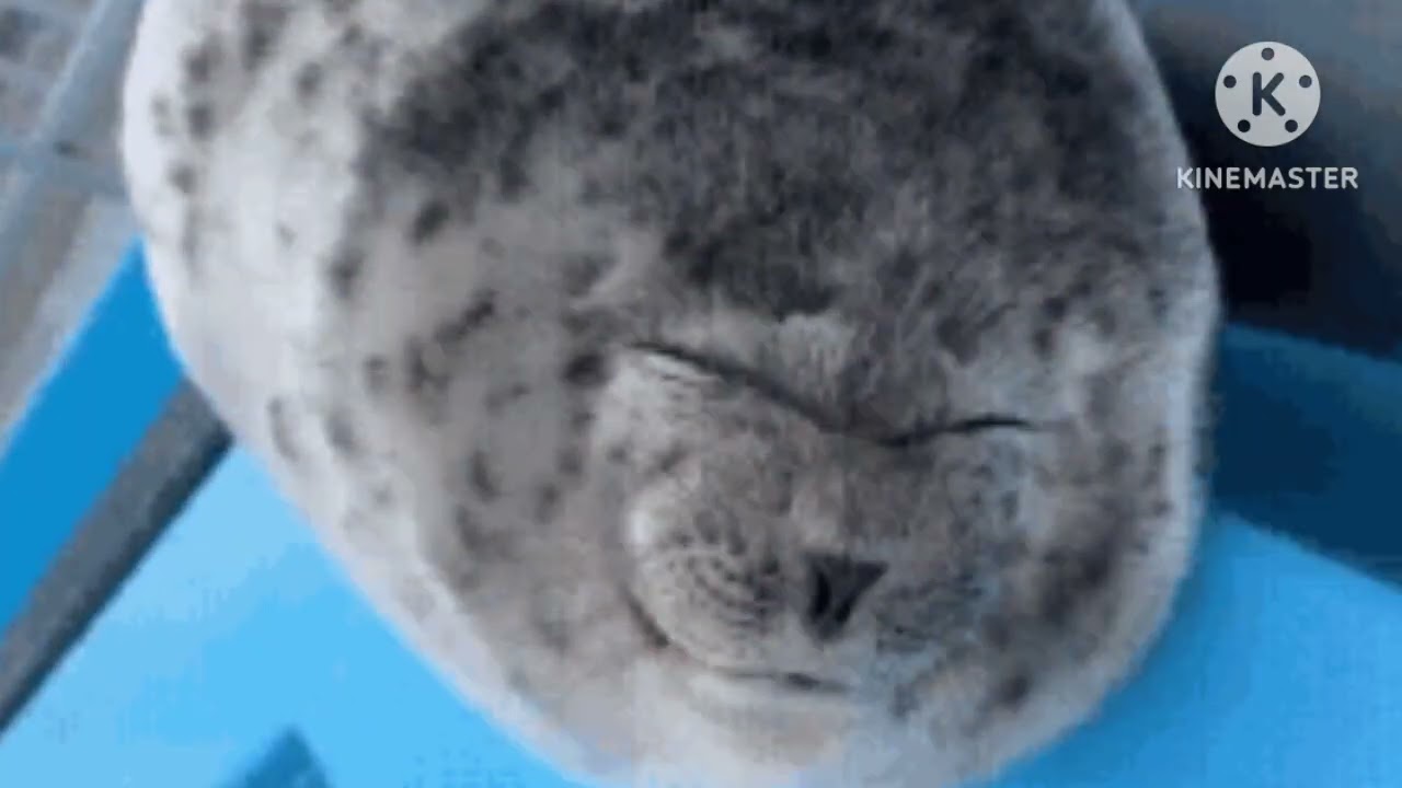 🦭 hi seal 🦭  ( 40 min ) 