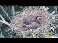 Jolene brings fish for dinner 16.06.2026 ETSU Eagle Cameras Johnson City Cam 1 / Cam 3