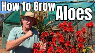 How to Pollinate and Grow Aloes ft. Aloe King ANDY DE WET