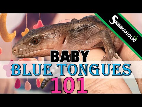 Video: Blue-Tongued Skink - Tiliqua Reptile Breed Hypoallergenic, Health And Life Span