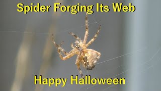 Spider Forging Its Web Happy Halloween