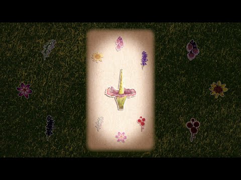 Jeff Sisti - Sophie.0019 (Lyrics Video)