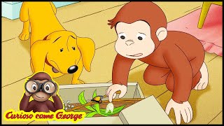 Curioso Come George 🐵Un bruco per amico 🐵Cartoni per Bambini 🐵George la Scimmia