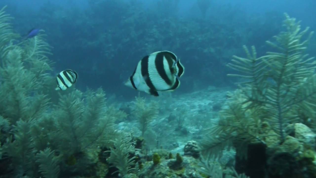 Video 101 Banded Butterflyfish