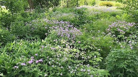 An Alternative to Boring Midwestern Bluegrass and Fescue Lawns - Dr. Dan Carter