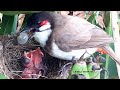 Baby bird Goes SUPER CRAZY after Eating OVER-SIZED GRAPES in Bananas | birds nest | bulbul 1