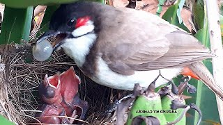 Baby bird Goes SUPER CRAZY after Eating OVER-SIZED GRAPES in Bananas | birds nest | bulbul 1