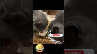 Funny and hilarious cats comedy moment part 957 videos