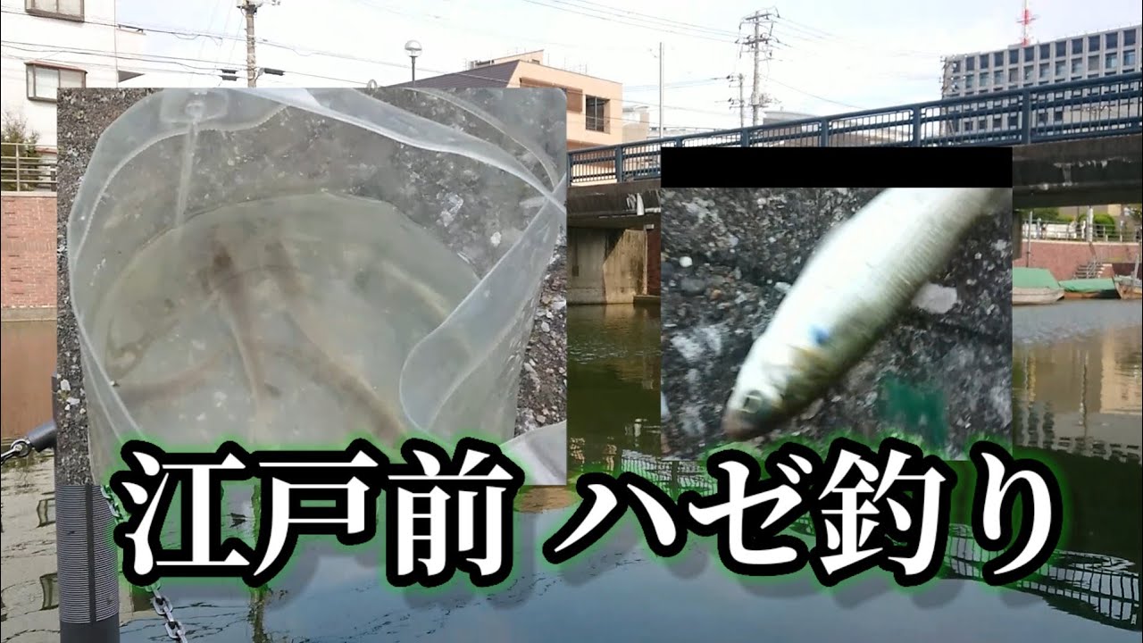 釣り女アラフィフ 東京湾青潮 後で釣り系youtuberと釣りバカ奥様初めてのハゼ釣り 浦安 Youtube