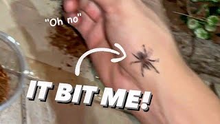 Tarantula RUNS into my SHIRT.. *BITES*. ~ Unexpected Babies