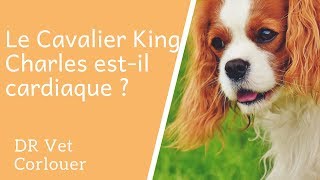 Le Cavalier King Charles estil cardiaque ?