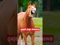 suara kuda dan gajah#shortvideo
