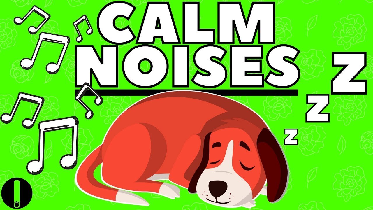 Calming Noises For My Dog YouTube Calming Noises For My Dog YouTube