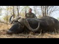Hunting Cape Buffalo