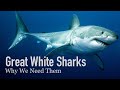 Great White Sharks: Predators of the Ocean