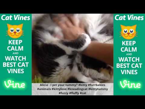 funniest-cat-vines-#76---updated-august-25th,-2015