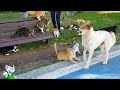 Собака Против 20 Кошек / Случаи с Животными Снятые на Камеру