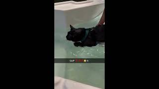 Cat swimming in bathtub says GUP