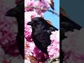 जब कोई कौवा मरता है तो बाकी कौवे क्या करते हैं सच्चाई जानकर चौंक जाओगे  #crow #ytshorts_