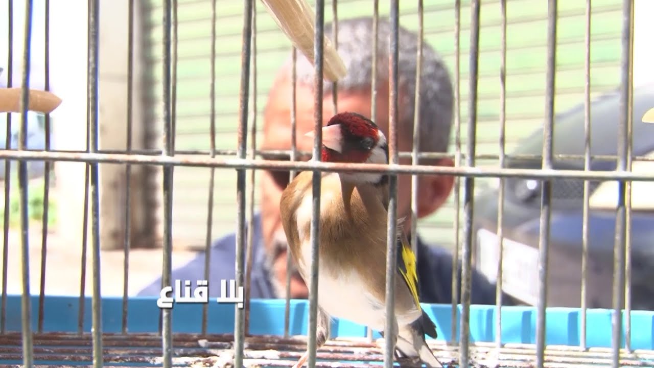 الحسون سيد العصافير هه يغني أم كلثوم وعبد الحليم والناس عليه بالصف..السوم في حق خمسة كلغ لحم علوش!!