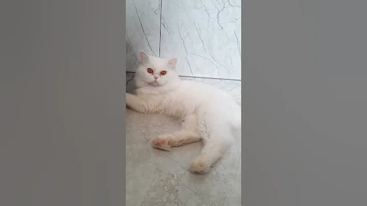 Watch the video about Cuteness😻🐈😻 #cat #kitten #matercat #pets #catshorts #spanishcatholic #funnycat #funnykittens #cat