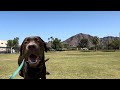 Labrador puppy practices training at the park