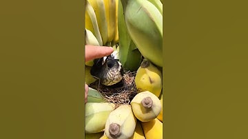 lagi panen pisang di kebun menemukan anakan burung#burung#shortsvideo