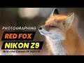 Photographing Red Fox with the Nikon Z9 + Winter Photography Tip.