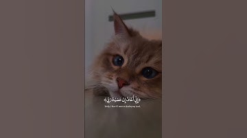 دع قلبك يرتاح | سورة الزمر (13) | تلاوات مؤثرة للقرآن الكريم بصوت عبد الرحمن مسعد #شورتات