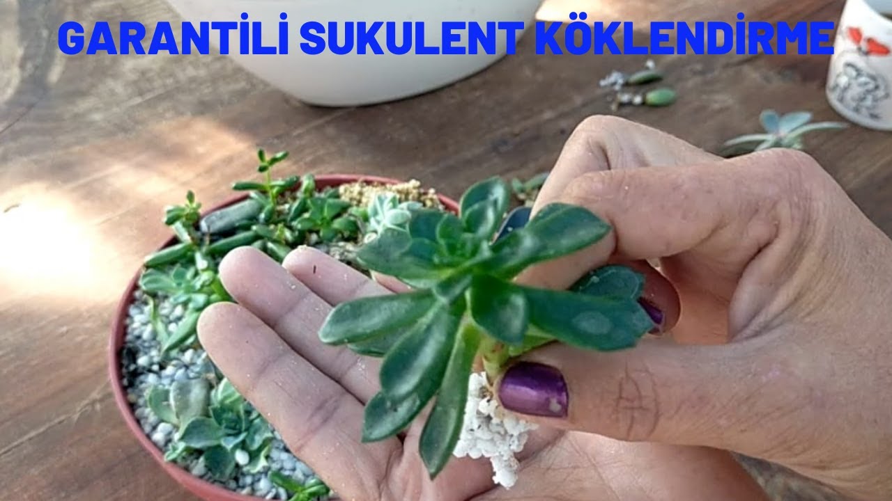 Perlit ve Vermikülitte Sukulent Köklendirmenin Sonuçları