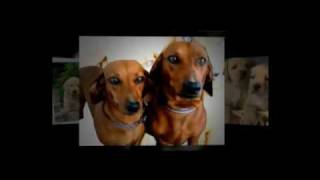COMO EDUCAR A UN PERRO TU MISMO | Como Educar Perros | Lo merece no? screenshot 2
