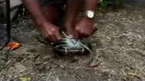 How to Tie a Mud Crab by Trevor Fuller - aboutfishingnq.com