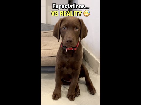 Videó: 20 Furcsa dolog, ami akkor történik, amikor kétségbeesetten szeretne egy kutyát