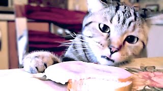 The cats burglar  Funny cats compilation