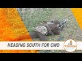 The Shooting Show - CWD stalking, a corvid control double bill PLUS rabbiting with an air rifle
