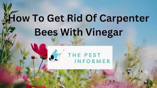 How To Get Rid Of Carpenter Bees With Vinegar (ALL NATURAL and SAFE)