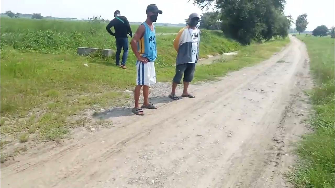 rice farm lot for sale irigated titled guimba Nueva ecija 3 hectare