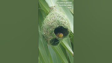 Tailor of the Wind: Nesting with Precision 🧵🌬️#weavers #birdnest #nestbuilding #birdhome #nest