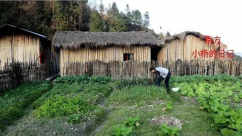 隐居深山，自给自足，种菜除草养鸡，这就是小杨的田园生活，这样的生活你会习惯吗？ - 天天要闻