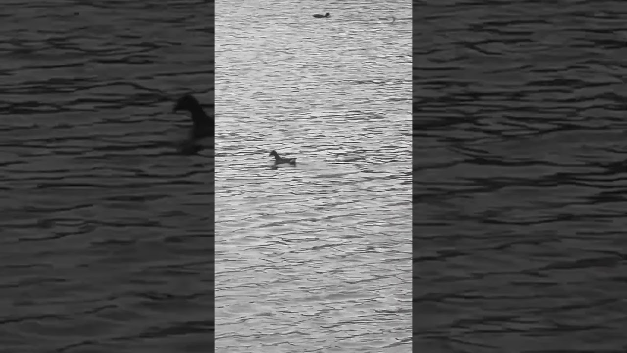 Moorhen Swimming On Deep Water 