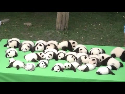 Video: Pet Scoop: 23 Baby Pandas Make Rozkošný debut, dôstojník prijíma Kitten Ona zachránil