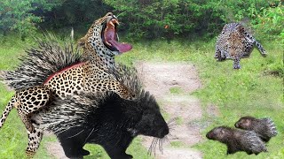 The Porcupine Uses Its Sharp Quills To Subdue A Leopard. Let's See How They Do？
