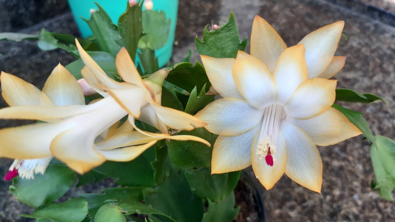 Flor de Maio Amarela 💛 - thptnganamst.edu.vn