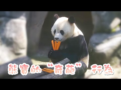 《熊貓Top榜》211期 熊貓寶寶的各種“奇葩”行為 | iPanda熊貓頻道