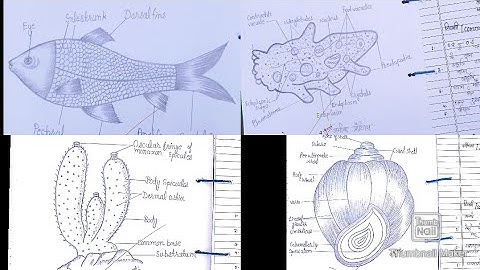 Up board Class 12th Biology ki file kaise likhe ||📒Up board exam 2025 ||Practical project #exam2026
