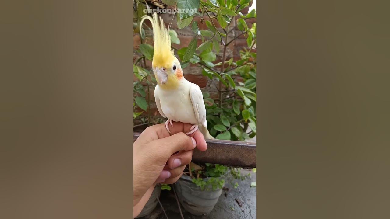 Cockatiel Bird Price in India 2023 YouTube