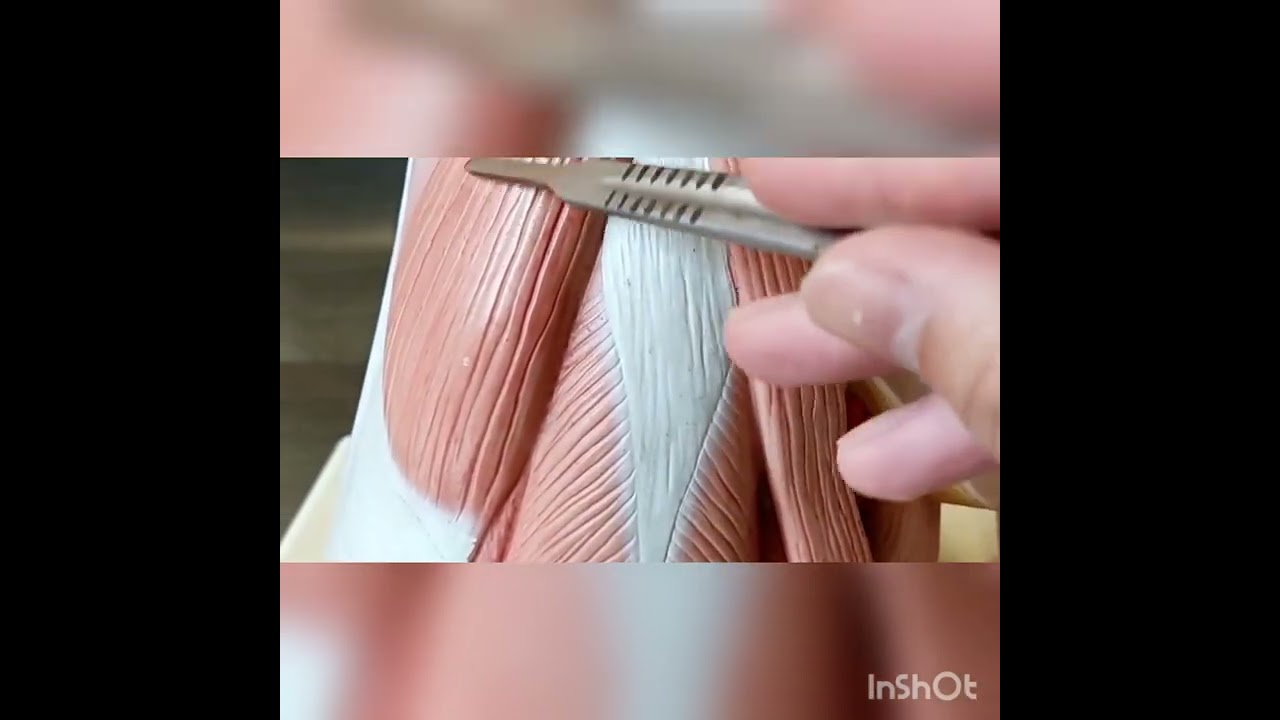 Miología miembro inferior lab. EFI