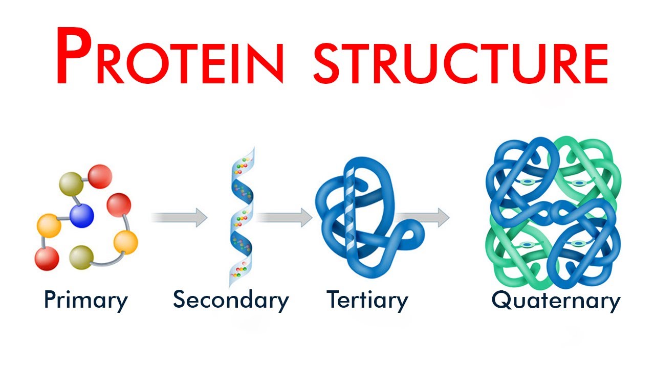 protein assignment pdf in hindi