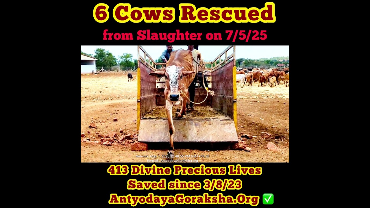 [07 May 2025] Six Cows Saved🎉